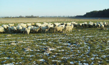 Neue Weide - dahinten ist das Gras noch grüner / Fuhlendorf\\n\\n18.02.2012 13:52